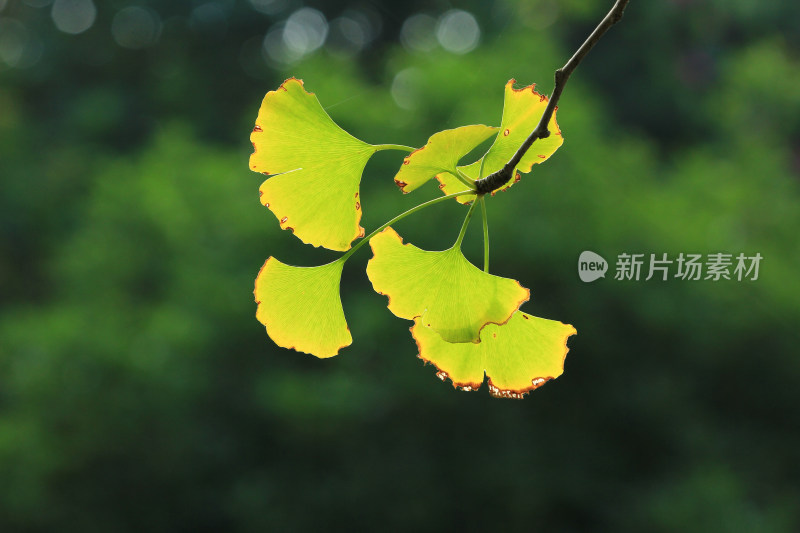 秋天正在发黄的银杏树叶