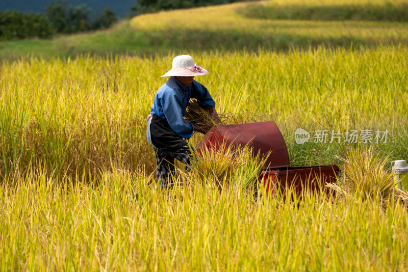 农业农耕农民丰收水稻场景