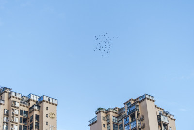 城市楼顶上空盘旋的鸟群