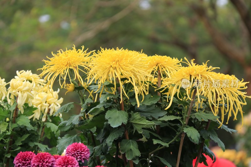 黄色菊花 丝状菊花 金丝菊花 