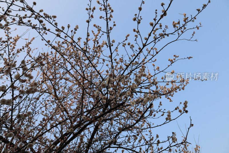 蓝天背景下盛开的花枝