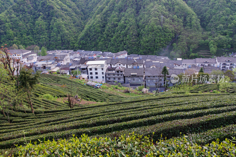 春天绿色茶园梯田