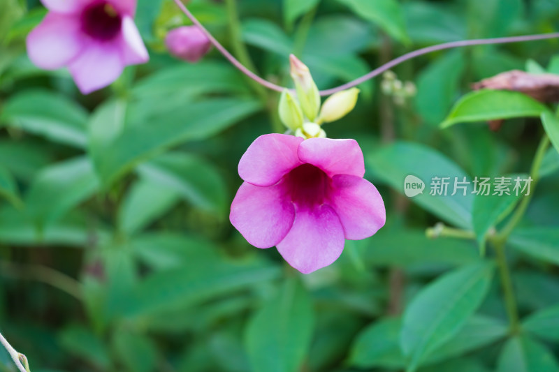 粉紫花朵紫蝉花特写