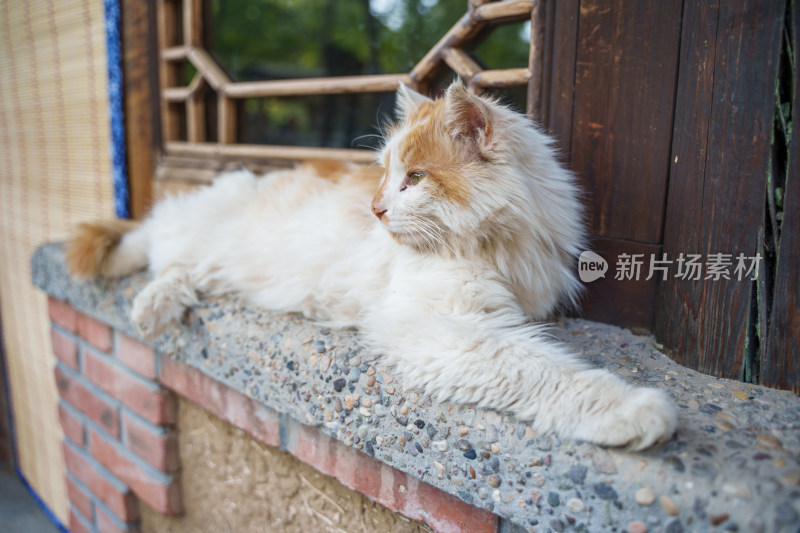 农村窗台上的狮子猫长毛猫