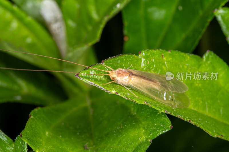 树叶上的草蛉特写镜头