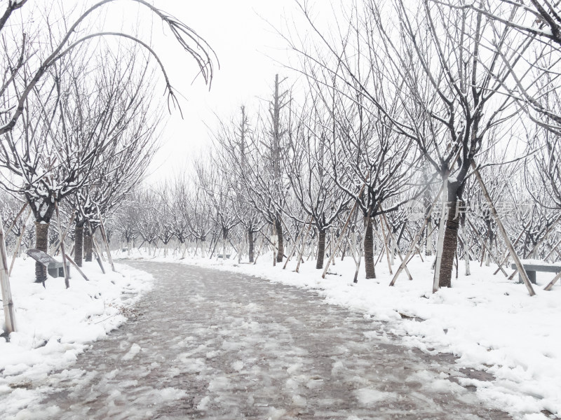 雪后林间小路雪景