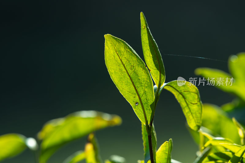 阳光下茶园里嫩绿的茶叶特写