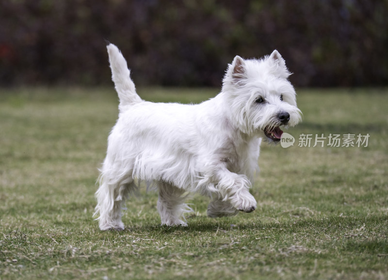 草地上奔跑的白色小狗宠物狗西高地白猎犬