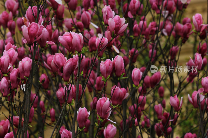 辛夷花，紫色的玉兰花