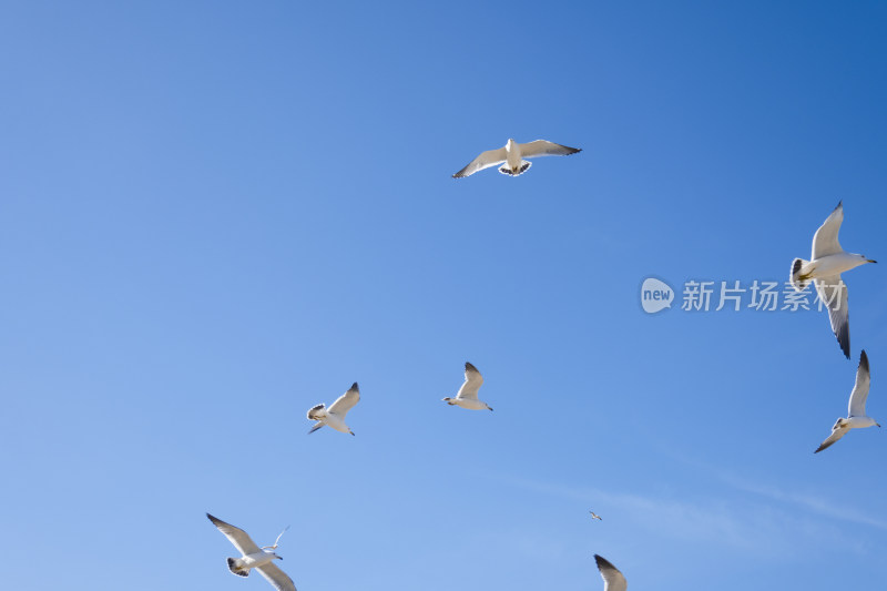 蓝天大海沙滩海鸥飞翔生态保护自然风景