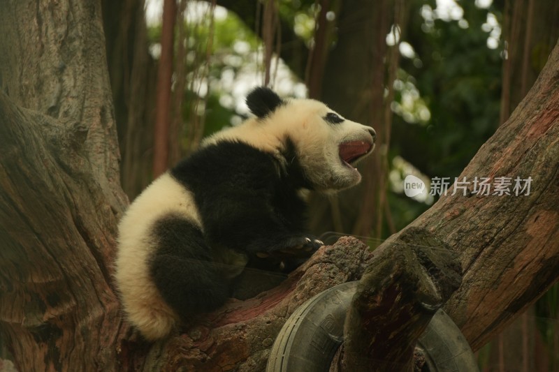 大熊猫幼崽在挂树上睡觉的可爱模样