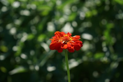 野雏菊花系列