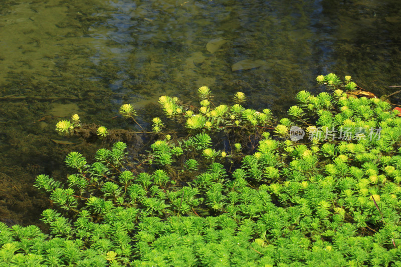 春天的河水边生长的狐尾藻绿色植物