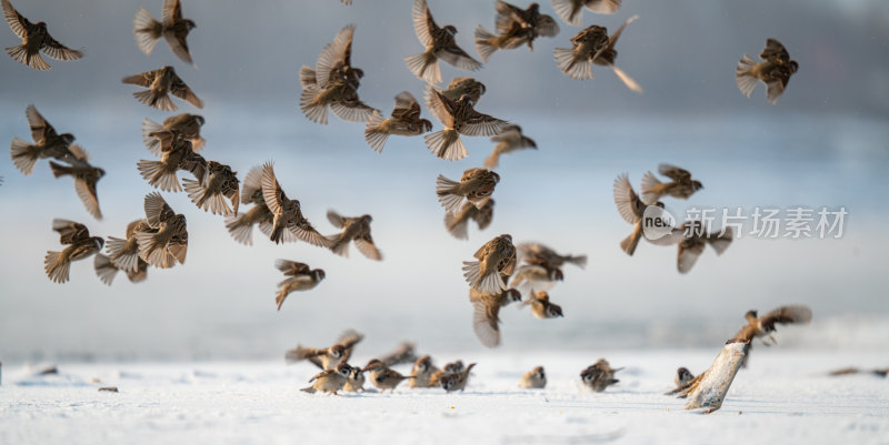 冬天的麻雀在一起飞行觅食干饭