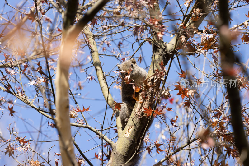 一只树上的小松鼠