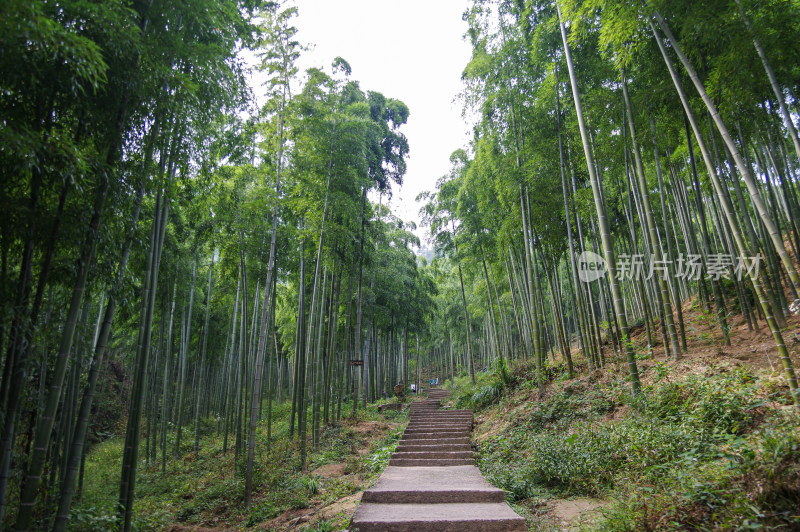 杭州大竹海风景区竹林风景