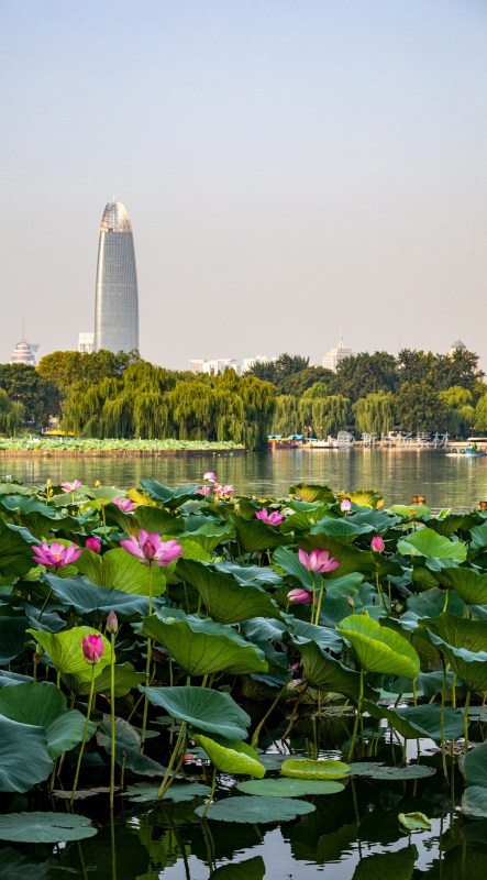 山东济南大明湖风景区夏日荷花景点景观