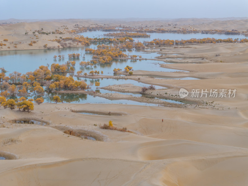 新疆南疆巴州葫芦岛金秋沙漠水上胡杨林航拍