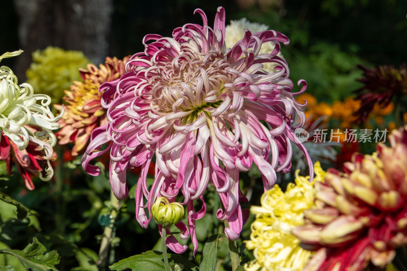 菊花展览各色菊花秋菊盛开