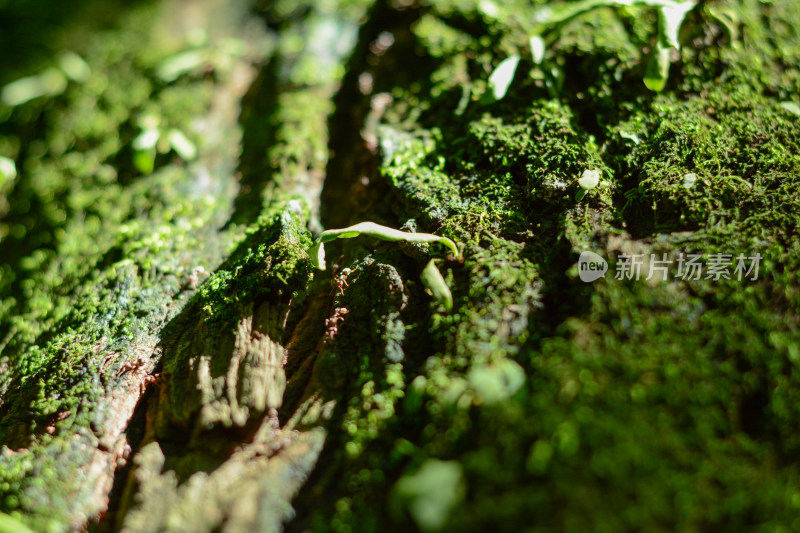 阳光下的苔藓和蚂蚁