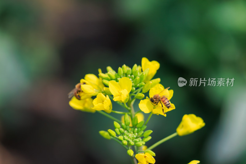 2只蜜蜂停靠在油菜花花蕊上特写