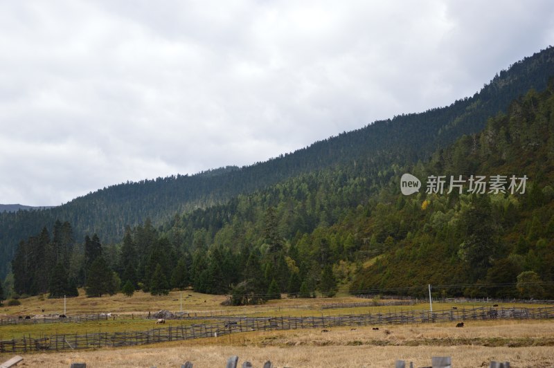 林芝鲁朗风景区风景