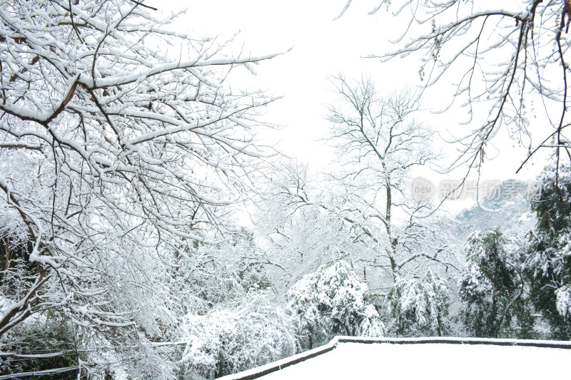 雪景树林