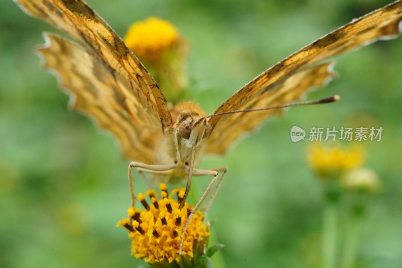 草丛中以花蜜为食的昆虫