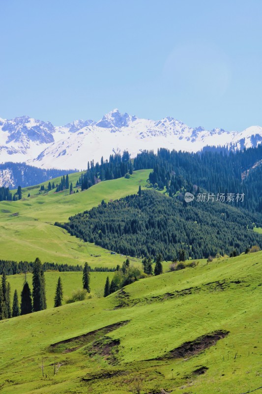 新疆伊犁的草原、雪山与森林