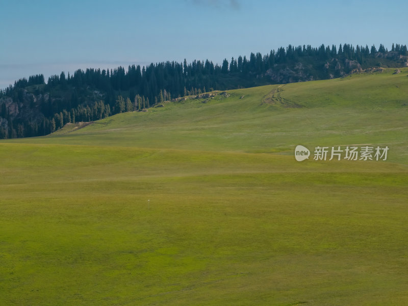 新疆北疆伊犁喀纳峻大草原鲜花台高空航拍