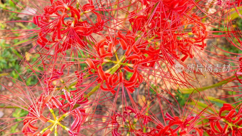 彼岸花的特写