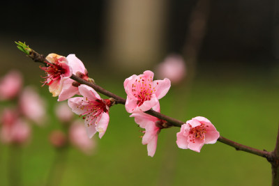 粉色的春桃花盛开