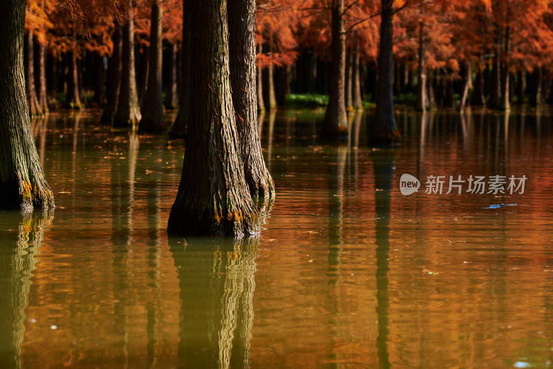 秋天的水上森林