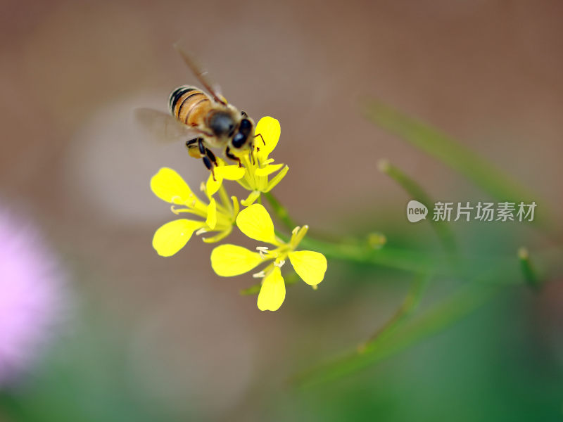 蜜蜂油菜花