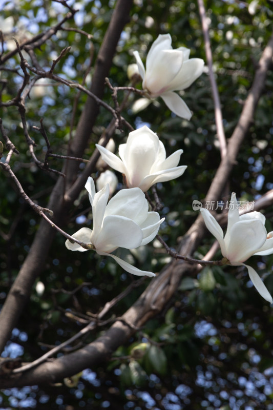 绽放的玉兰花枝特写