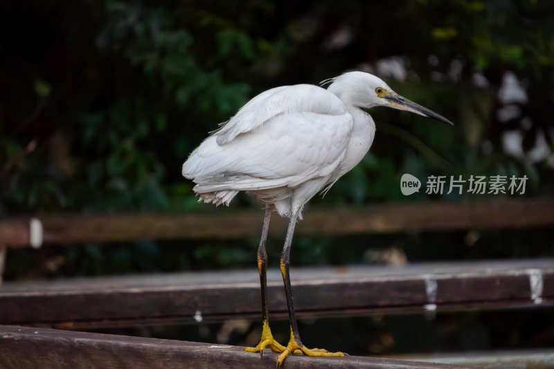 白鹭/静止在栏杆上的白鹭