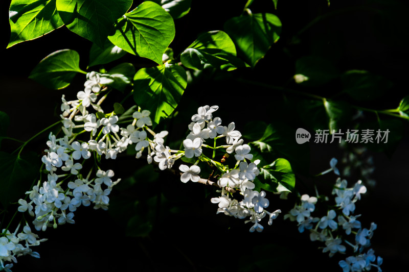 北京北海公园静憩轩盛开的丁香花-DSC_8800