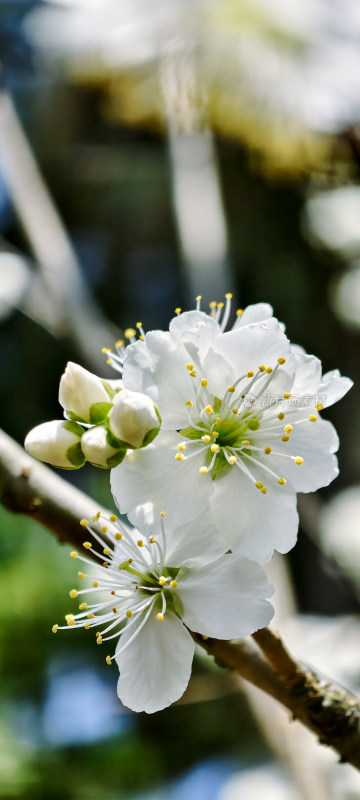 特写白色樱花花卉