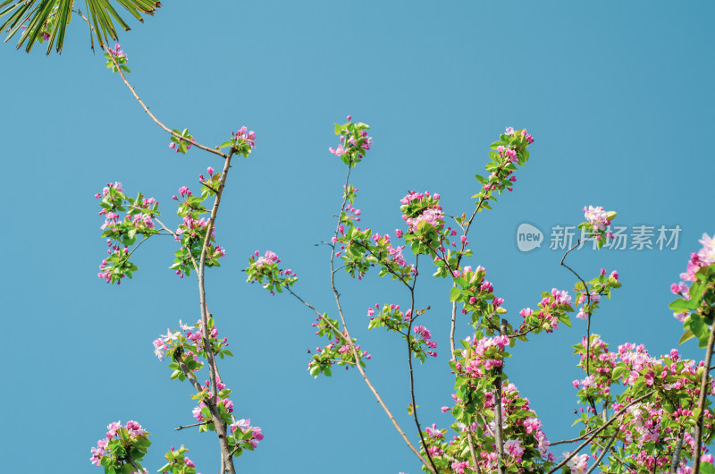 盛开的西府海棠花