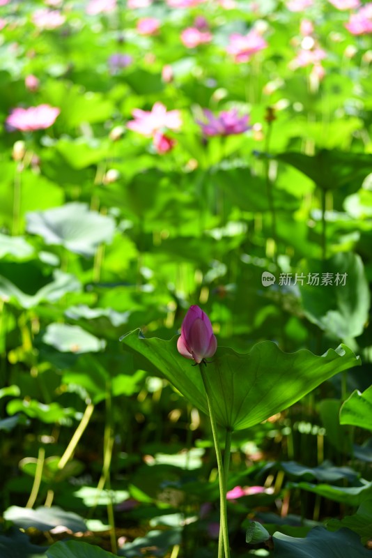 莲花荷花荷花池