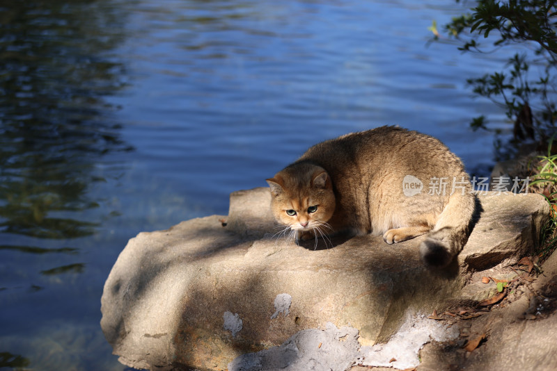 公园里的宠物猫金渐层