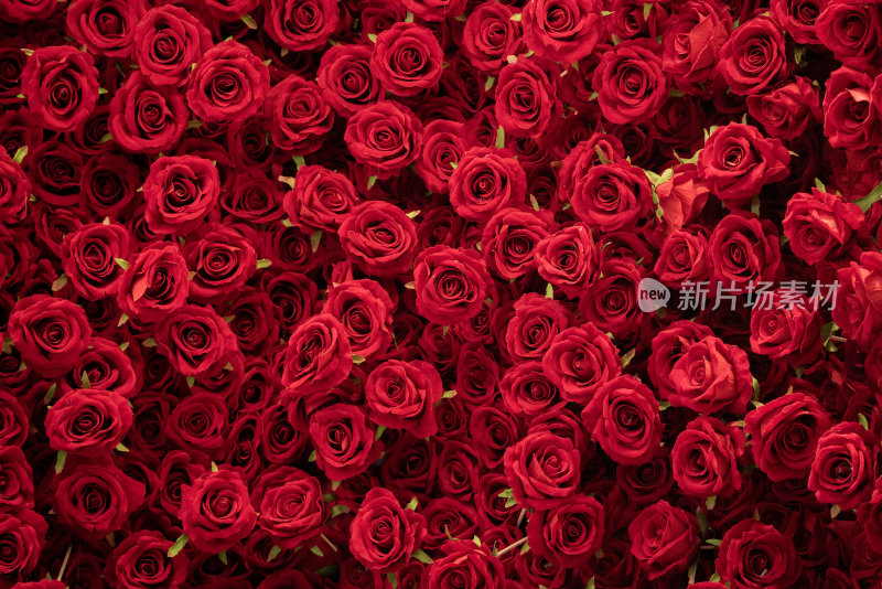 情人节玫瑰花束