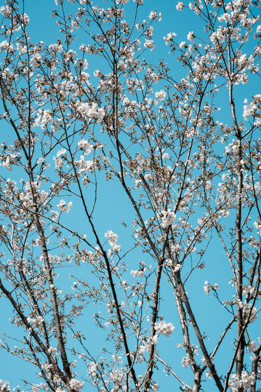 北京玉渊潭公园樱花节樱花树樱花