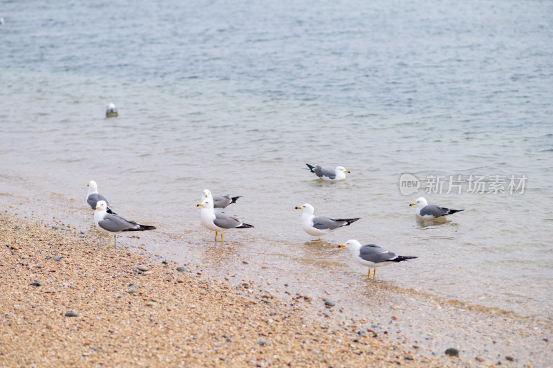 海边沙滩上的海鸥