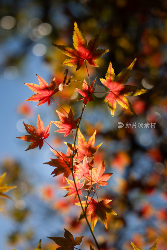 阳光下色彩斑斓的枫叶特写