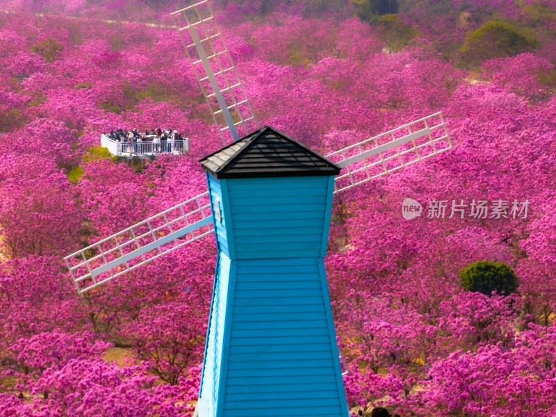 广东满山紫花风铃木盛开航拍高清照片