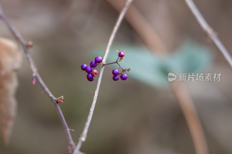 枝头生长的紫色浆果