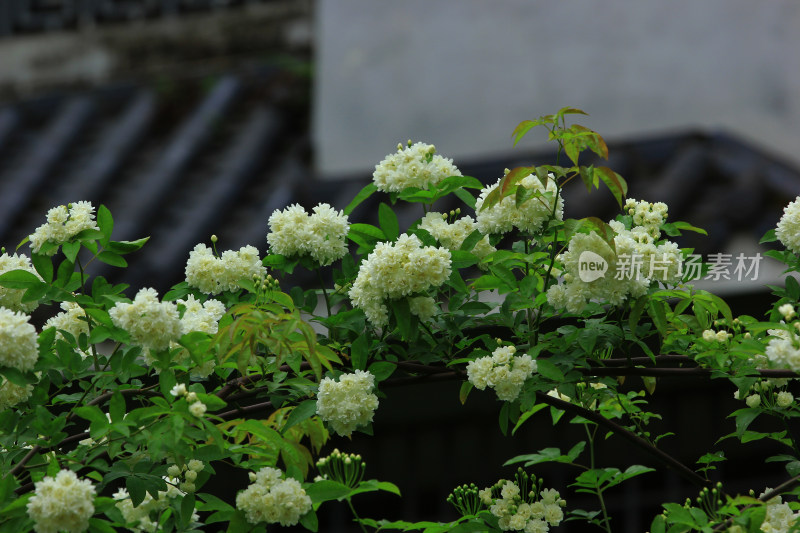 七里香，蔷薇花，小白花