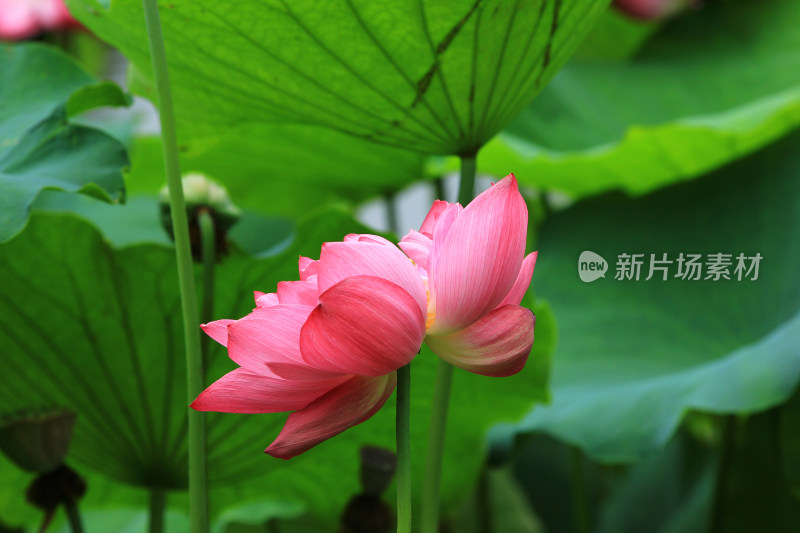 夏日清新唯美的荷花素材