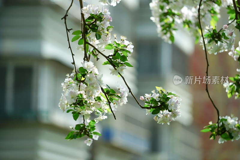 春日盛开的白色花朵花枝特写